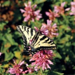 Poquito™ Lavender Agastache 6 Poquito™ Lavender Agastache -Garden Wonders poquito lavender agastache pollinator
