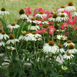 PowWow® White Echinacea 8 PowWow® White Echinacea -Garden Wonders pow wow white echinacea