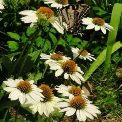 PowWow® White Echinacea 9 PowWow® White Echinacea -Garden Wonders powwow white coneflower 1