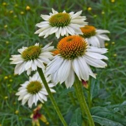 PowWow® White Echinacea 7 PowWow® White Echinacea -Garden Wonders powwow white echinacea walters garden 1