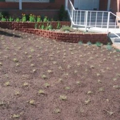 Prestige™ Buffalo Grass Plugs 11 Prestige™ Buffalo Grass Plugs -Garden Wonders prestige just planted plugs close 1