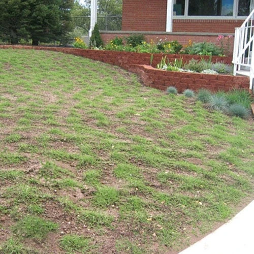 Prestige™ Buffalo Grass Plugs 6 Prestige™ Buffalo Grass Plugs - Image 4