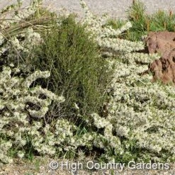 Pawnee Buttes® Sand Cherry (Prunus) -Garden Wonders prunus besseyi pawnee buttes3 1