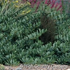 Pawnee Buttes® Sand Cherry (Prunus) -Garden Wonders prunus besseyi pawnee buttes4 1