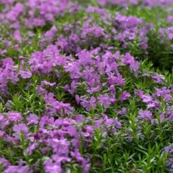 Purple Beauty Creeping Phlox 9 Purple Beauty Creeping Phlox -Garden Wonders purple beauty creeping phlox groundcover 4