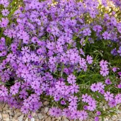 Purple Beauty Creeping Phlox 10 Purple Beauty Creeping Phlox -Garden Wonders purple beauty creeping phlox rock garden