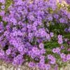 Purple Beauty Creeping Phlox -Garden Wonders purple beauty creeping phlox rock garden 1