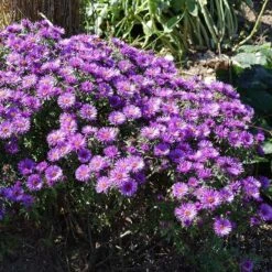 Purple Dome New England Aster -Garden Wonders purple dome ne aster 3