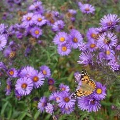 Purple Dome New England Aster -Garden Wonders purple dome ne aster 4