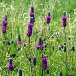 Garden Wonders -Garden Wonders purple prairie clover little prairie native mix