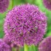 Purple Suze Allium -Garden Wonders purple suze allium fall flower bulb