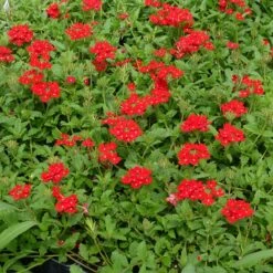 Red Devil Perennial Verbena 7 Red Devil Perennial Verbena -Garden Wonders red devils perennials verbena 2