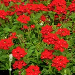 Red Devil Perennial Verbena 6 Red Devil Perennial Verbena -Garden Wonders red devils perennials verbena