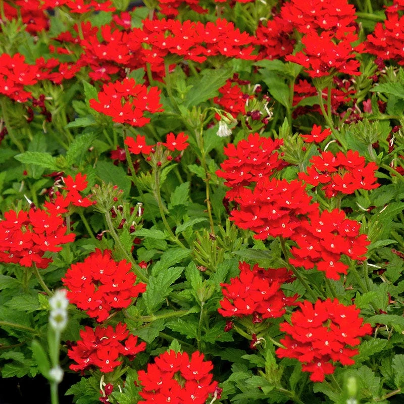 Red Devil Perennial Verbena 4 Red Devil Perennial Verbena - Image 2
