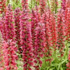 Red Feathers (Echium) -Garden Wonders red feathers 2