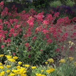 Red Valerian (Centranthus) 9 Red Valerian (Centranthus) -Garden Wonders red valerian 1