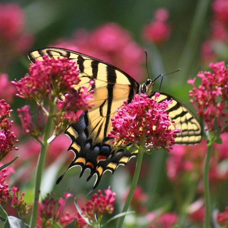 Red Valerian (Centranthus) 5 Red Valerian (Centranthus) - Image 3