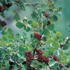 Three-Leaf Sumac (Rhus) 7 Three-Leaf Sumac (Rhus) -Garden Wonders rhus trilobata 1 1