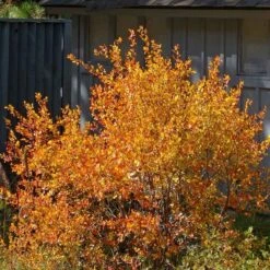 Three-Leaf Sumac (Rhus)