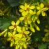 Crandall's Clove Scented Currant (Ribes) -Garden Wonders ribes odoratum crandali blossoms