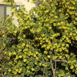 Crandall's Clove Scented Currant (Ribes) -Garden Wonders ribes odoratum crandali close up of flwr