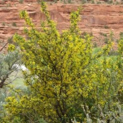 Crandall's Clove Scented Currant (Ribes) -Garden Wonders ribes odoratum crandall mature