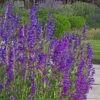 Rocky Mountain Penstemon -Garden Wonders rocky mountain penstemon strictu
