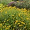 Deam's Black Eyed Susan -Garden Wonders rudbeckia fulgida var deamii garden