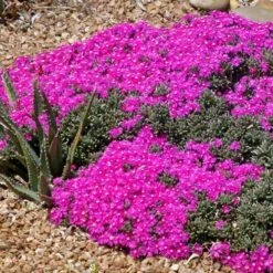 Creeping Shrubby Ice Plant (Ruschia) 7 Creeping Shrubby Ice Plant (Ruschia) -Garden Wonders ruschia pulvinaris 83750
