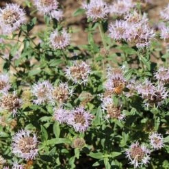 Russian River Coyote Mint (Monardella) -Garden Wonders russian river coyote mint pollinator