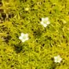 Scotch Moss (Sagina) -Garden Wonders sagina subulata aurea 1