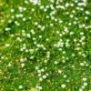 Green Irish Moss (Sagina) -Garden Wonders sagina subulata irish moss 1