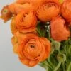 Salmon Ranunculus -Garden Wonders salmon tecolote ranuncuclus orange 1