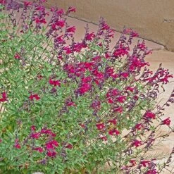 Burgundy Seduction Salvia -Garden Wonders salvia burgundy seduction