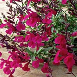 Burgundy Seduction Salvia -Garden Wonders salvia burgundy seduction1