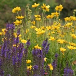 High Country Meadow Native Wildflower Seed Mix -Garden Wonders salvia coreopsis meadow