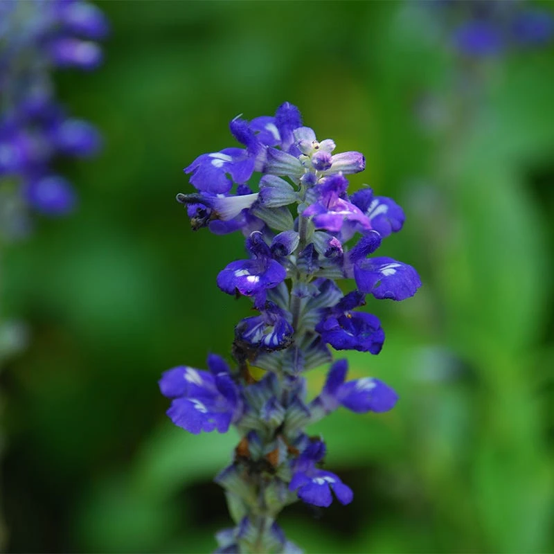 Texas Violet Salvia 5 Texas Violet Salvia - Image 3
