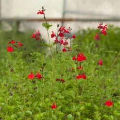Furman's Red Texas Salvia -Garden Wonders salvia furmans red garden flower