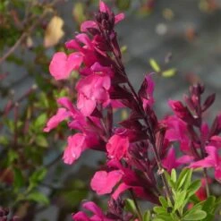 Cold Hardy Rainbow Salvia Collection -Garden Wonders salvia greggii cold hardy pink