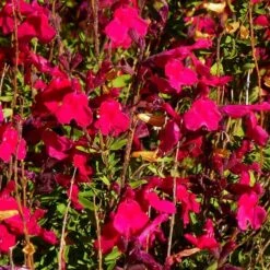 Garden Wonders -Garden Wonders salvia greggii furmans red close up 1