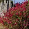 Furman's Red Texas Salvia -Garden Wonders salvia greggii furmans red flowers