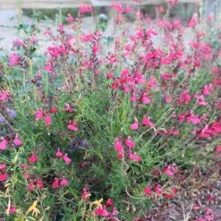 FlowerKisser® Coral-Pink Salvia 6 FlowerKisser® Coral-Pink Salvia -Garden Wonders salvia greggii wwg003 flowerkisser coral pink sage cropped 1