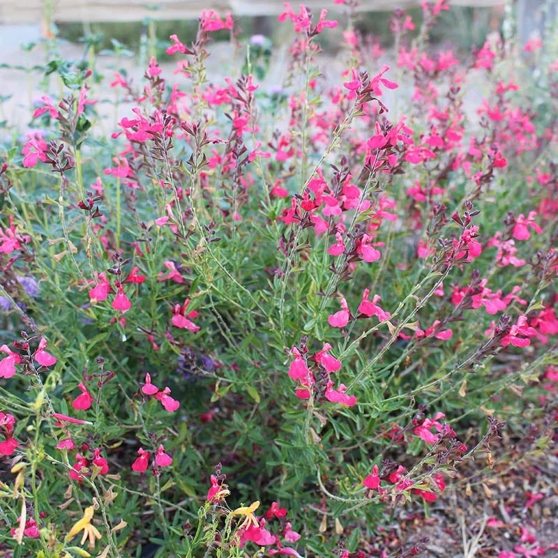 FlowerKisser® Coral-Pink Salvia 4 FlowerKisser® Coral-Pink Salvia - Image 2