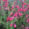 FlowerKisser® Coral-Pink Salvia -Garden Wonders salvia greggii wwg003 flowerkisser coral pink sage cropped 3