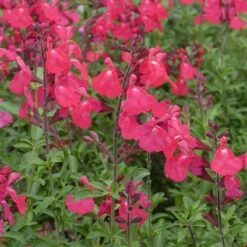 FlowerKisser® Coral-Pink Salvia 7 FlowerKisser® Coral-Pink Salvia -Garden Wonders salvia greggii wwg3flowerkisser coral pink sage