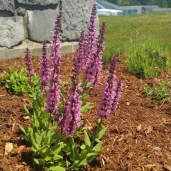 Lyrical™ Rose Salvia -Garden Wonders salvia lyrical rose office garden