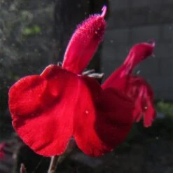 Cold Hardy Rainbow Salvia Collection -Garden Wonders salvia maraschino