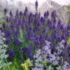 Marcus Dwarf Blue Salvia -Garden Wonders salvia marcus emmis oure cropped