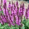 Rose Marvel Salvia 1 Rose Marvel Salvia -Garden Wonders salvia nemorosa rose marvel salvia