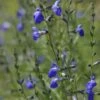 Autumn Sapphire™ Salvia -Garden Wonders salvia reptans autumn sapphire brooke colburn cropped